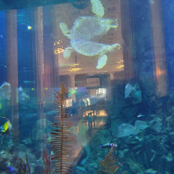 Shedd Aquarium 21-6-29