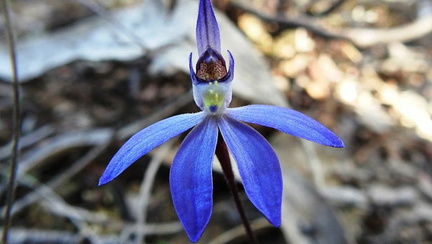 24040-pink-lady-fingers-orchid